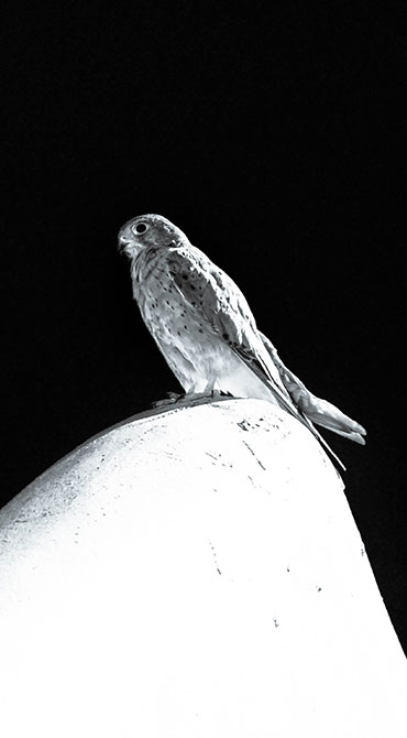 center-peace Exposed Photography | Fine Art Landscape & Portrait Photographer