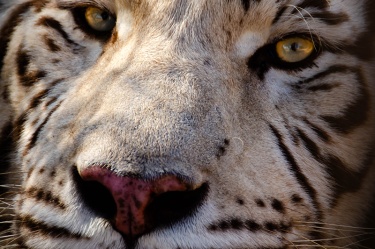 eye-of-the-tiger WildLife