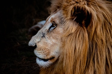 eyes-on_670891117 WildLife