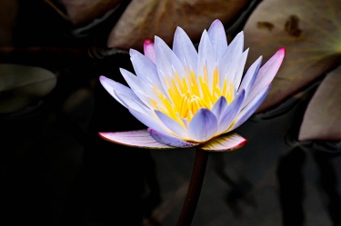 glowing-light Nature