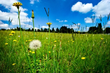 jus-dandy_1308422943 Nature