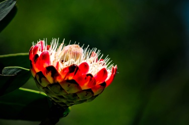 king-protea Nature