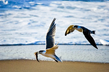 ocean-thief WildLife