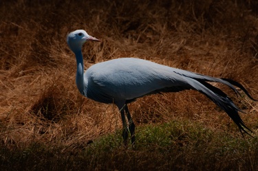 over-my-shoulder WildLife