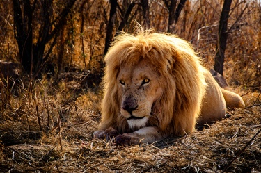 perusing-the-menu_661338467 WildLife