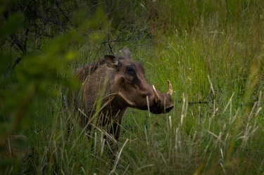 pumba WildLife