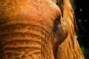 sad-eye_801227440 WildLife