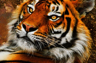 sleeping-tiger WildLife