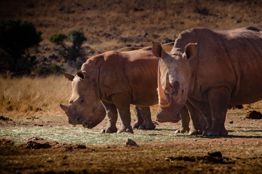 still-got-mine WildLife