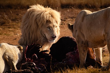 wait-your-turn WildLife