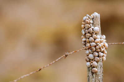 the-gathering The Gathering