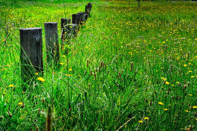 walk-in-the-park Walk in the Park