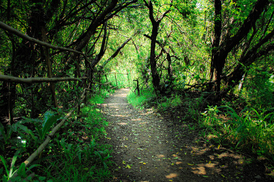 walk-in-the-woods Walk in the Woods